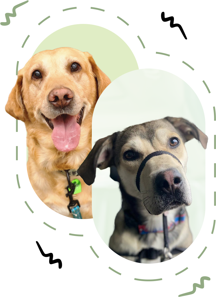 Two Dogs