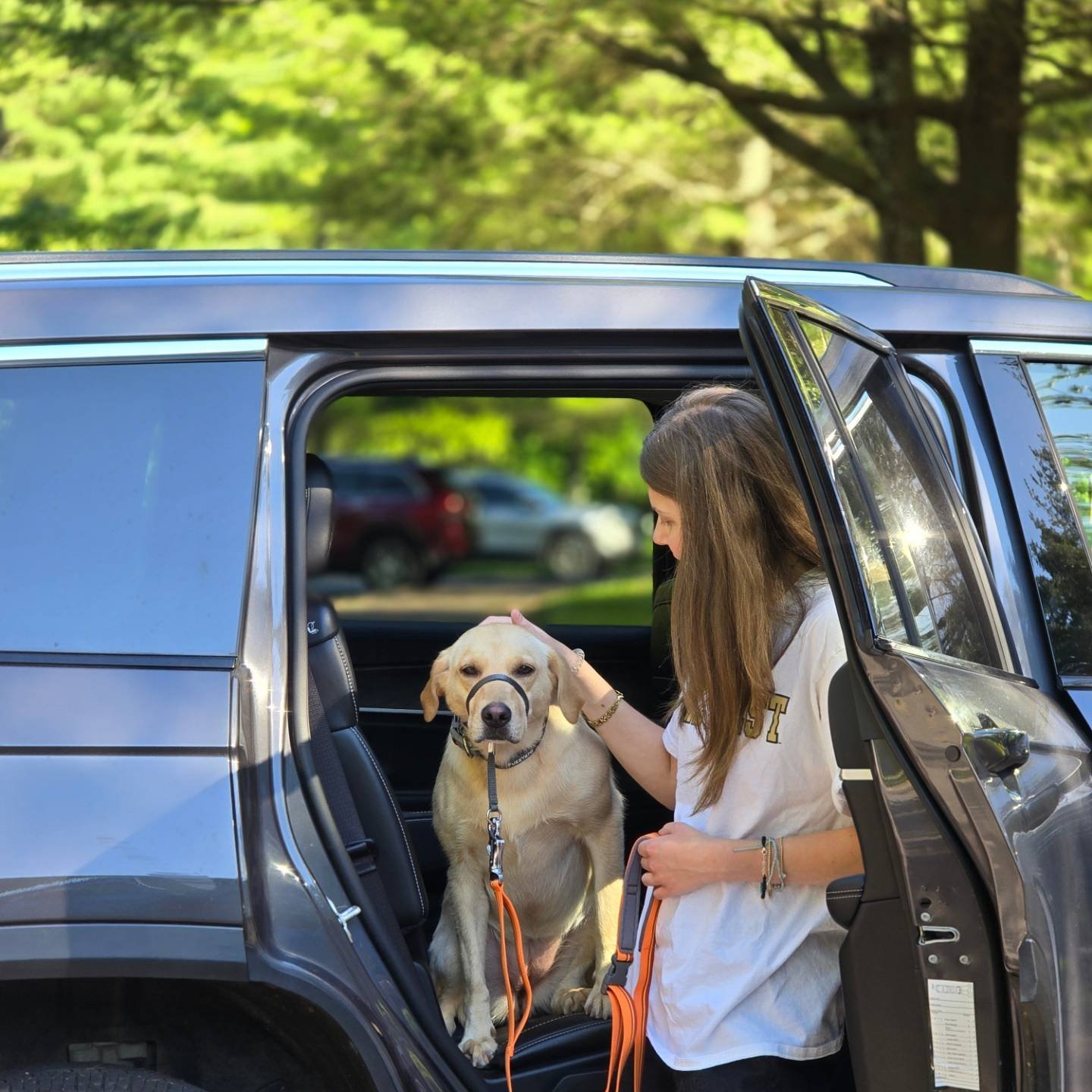 Sit Service Dog with their owner