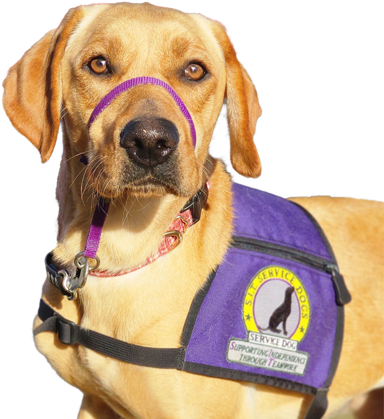 Sit Service Dog
