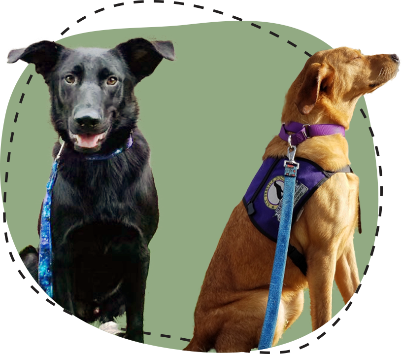 Two Sit Service dogs