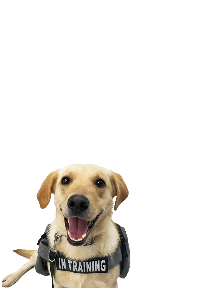 Sit Service Dog in training with Ward bubble that says "I wonder what my partner has to say"