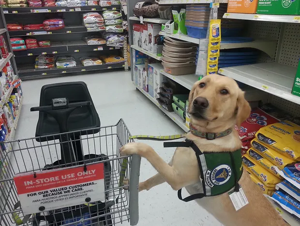 Service dog in pet store with paw on cart