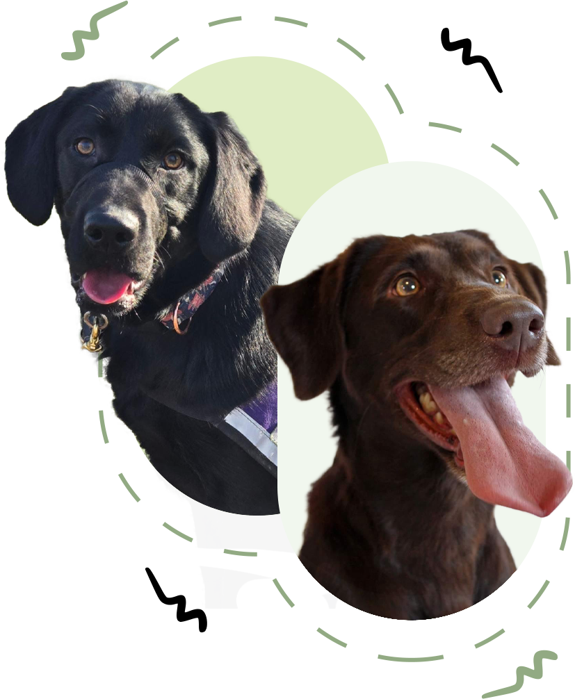 Two dogs, one black, one brown brown dog with large tongue hanging out