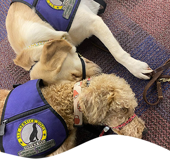 Two Sit Service Dog laying down